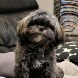 Meet your Posher, Dave